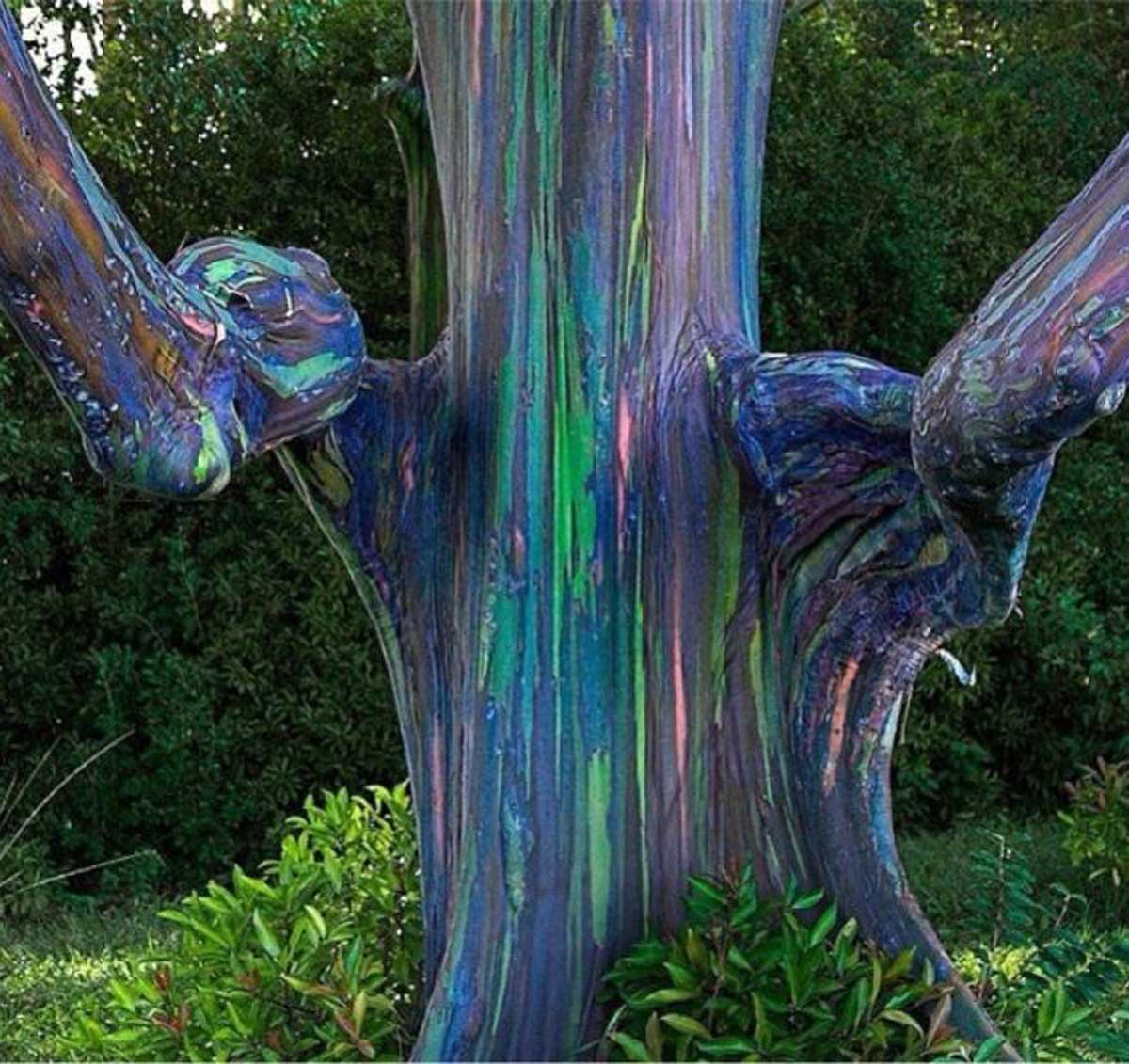 arbrecolor